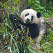 © wusuowei - Hungry giant panda bear eating bamboo