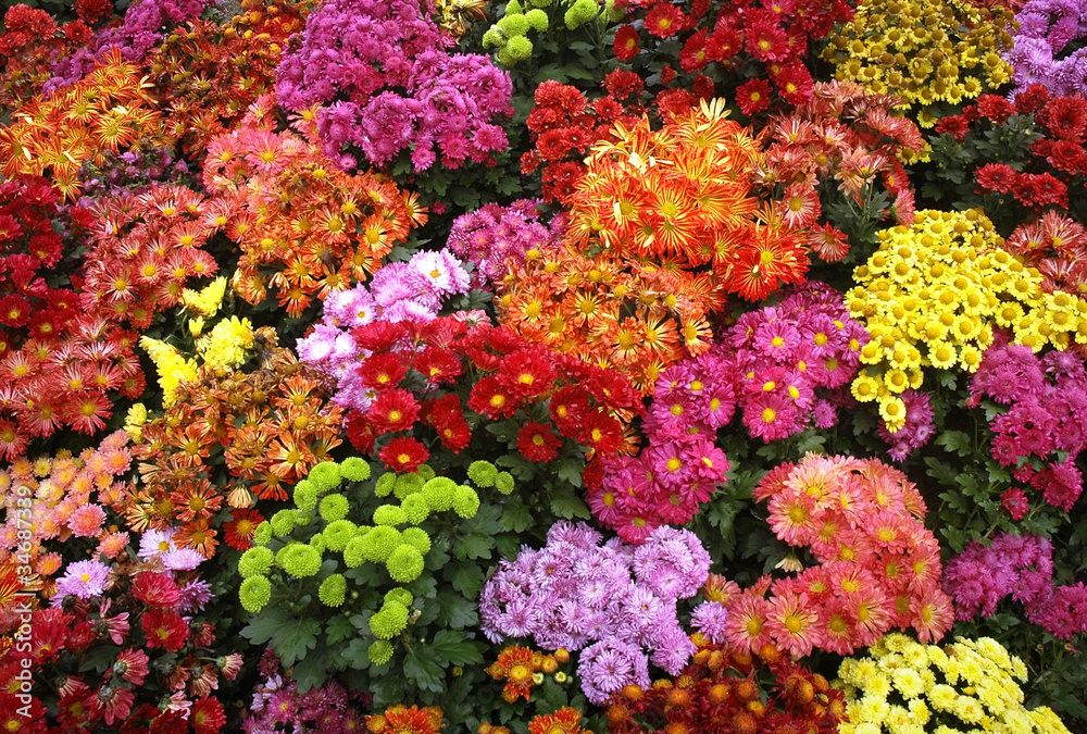 colorful chrysanthemum - obrazy, fototapety, plakaty 