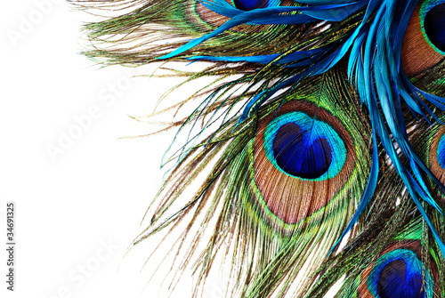 Fototapeta na wymiar Peacock Feather