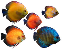 Blue And Yellow Fishes Isolated