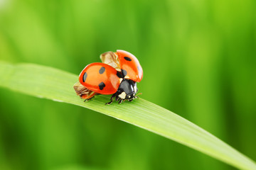 Poster - ladybug on grass