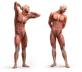 Wall Mural - anatomy, muscles