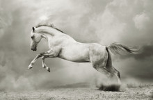 Silver-white Stallion On Black