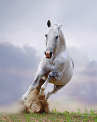 Naklejka natura ranczo ssak koń trawa