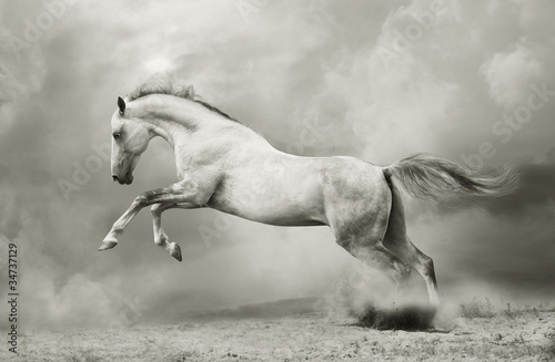 Plakat na zamówienie silver-white stallion on black