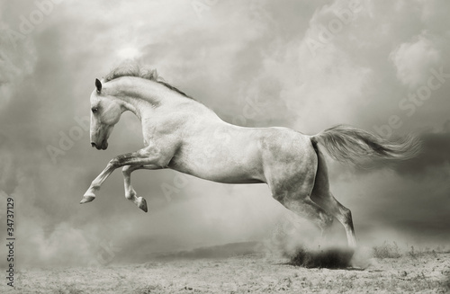 Obraz w ramie silver-white stallion on black