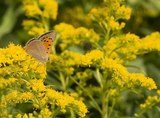 Poster - Lycena phlaeas