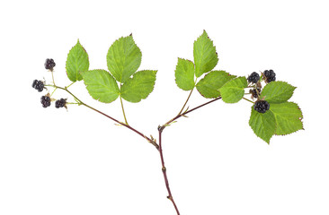 Canvas Print - Blackberry isolated on white background