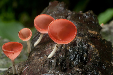 The champagne mushroom