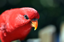 Oiseau Rouge
