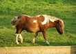 Schönes Pony