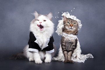 wedding cat