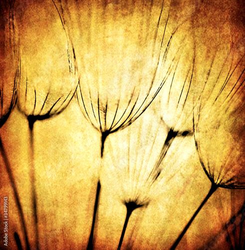 Fototapeta do kuchni Grunge abstract dandelion flower background
