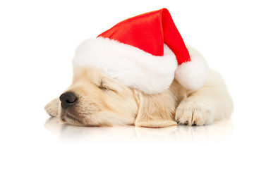 Sticker - retriever puppy in a Santa Claus hat