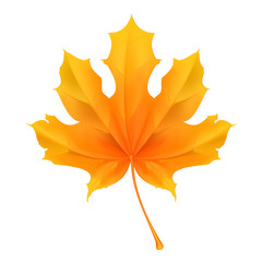 Wall Mural - maple leaf
