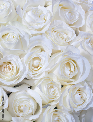 Naklejka - mata magnetyczna na lodówkę White roses background