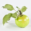 Zerwane jabłuszko z gałązką