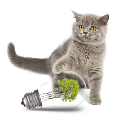 Wall Mural - Kitten with environmentally friendly light bulb