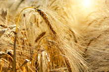 Golden Sunset Over Wheat Field