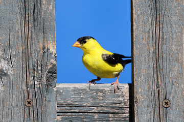 Sticker - American Goldfinch on a Fence