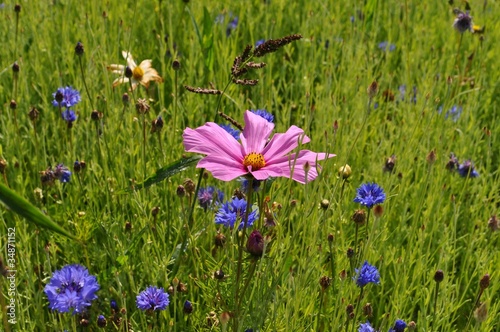 Fleurs Bleue Et Rose Buy This Stock Photo And Explore