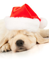 Wall Mural - retriever puppy in a Santa Claus hat