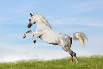 Wall Mural - arabian stallion