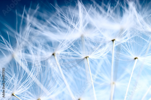 Nowoczesny obraz na płótnie The Dandelion background. Macro photo of dandelion seeds.