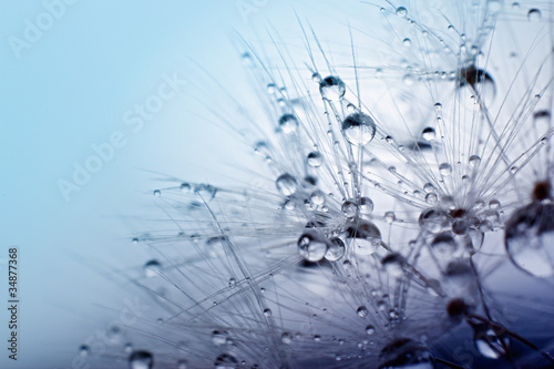 Naklejka - mata magnetyczna na lodówkę Abstract macro photo of plant seeds with water drops.