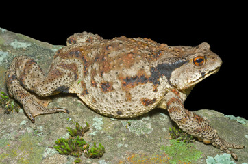 Wall Mural - Toad (Bufo gargarizans) 26