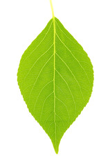 leaf