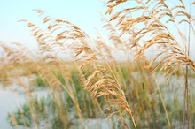 Sea Oats In The Sand Dunes At The Beach