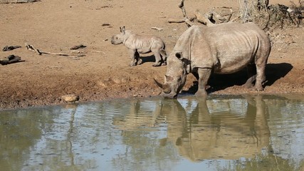 Sticker - White rhinoceros with calf, Mkuze, South Africa