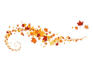 Wall Mural - swirl of maple leaves