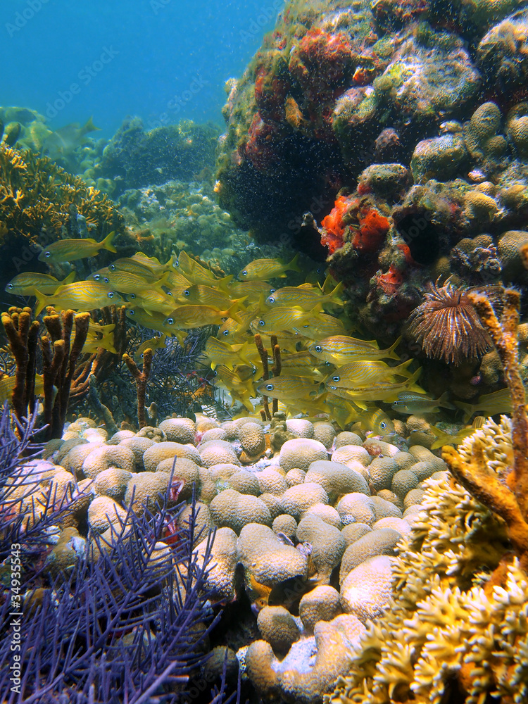 Colorful Caribbean Coral Reef Underwater With A Shoal Of French Grunt colorful-caribbean-coral-reef-underwater-with-a-shoal-of-french-grunt