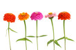 Row of Zinnia flowers