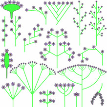 Most Common Flower Inflorescence Types (schemes)