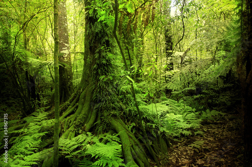 Tapeta ścienna na wymiar Jungle