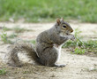 A squirrel in the park
