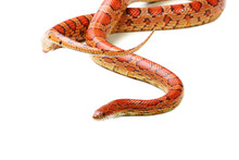 Corn Snake (Elaphe Guttata)