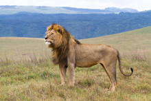 Massive Male Lion