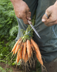 récolte et mise en botte de carottes