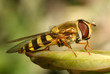 Bzyg prążkowany (Episyrphus balteatus) Hoverfly