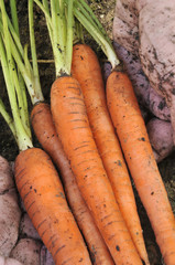 Farmer Holding Carrots