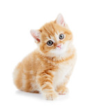Fototapeta Koty - British Shorthair kitten cat isolated