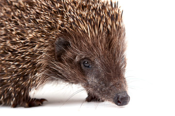 Wall Mural - Hedgehog