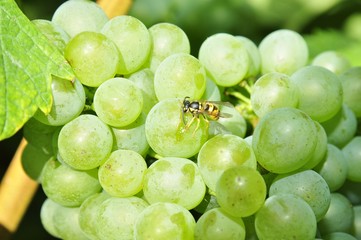  Wespe auf Weintrauben