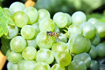  Weintrauben mit Wespe