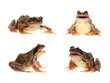 Photo set of common european frog