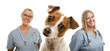 © Andy Dean - Jack Russell Terrier and Veterinarians Behind